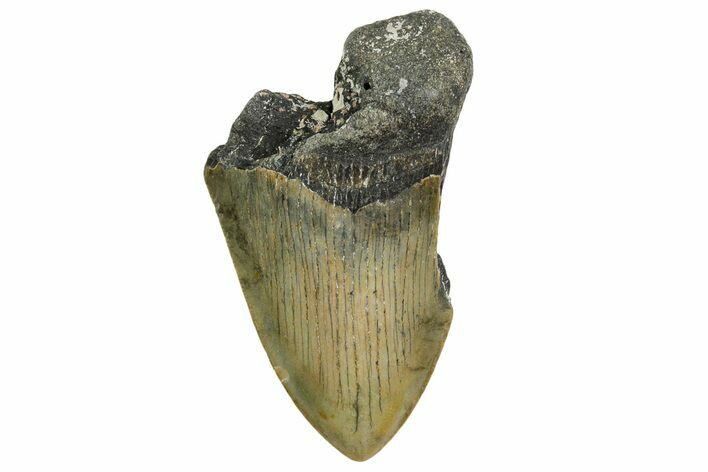 Partial, Fossil Megalodon Tooth - North Carolina #361734